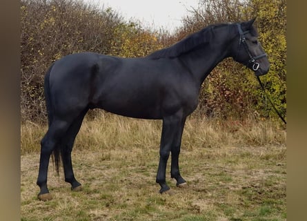 Ungarisches Sportpferd Mix, Wallach, 9 Jahre, 176 cm, Rappe