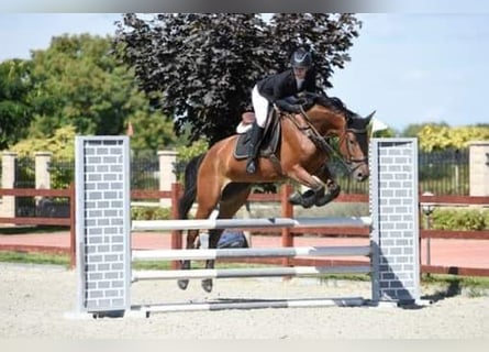 Ungersk sporthäst Blandning, Sto, 7 år, 167 cm, Brun