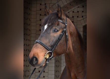 Ungersk sporthäst, Valack, 11 år, 165 cm, Brun