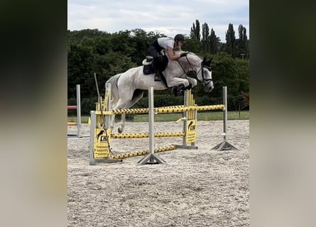 Ungersk sporthäst, Valack, 13 år, 171 cm, Grå