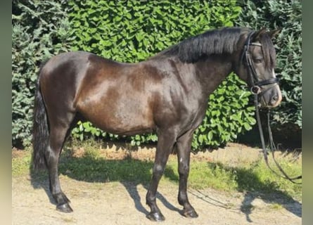 Ungersk sporthäst, Valack, 14 år, 134 cm, Svart