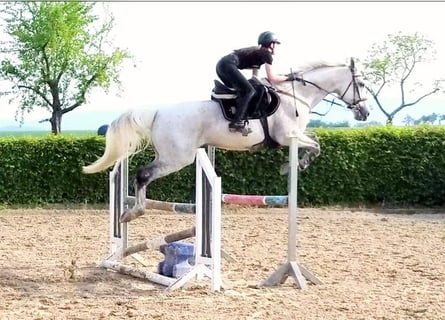 Ungarisches Sportpferd, Wallach, 16 Jahre, 169 cm, Schimmel