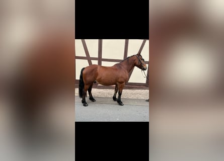 Ungersk sporthäst, Valack, 7 år, 152 cm, Brun