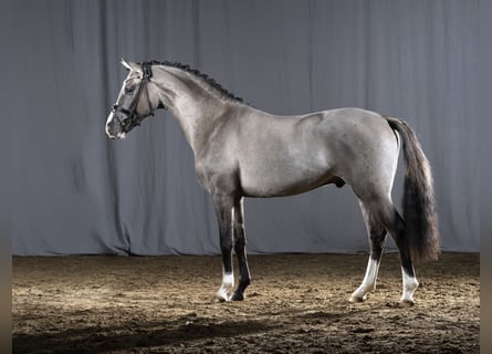 Deutsches Reitpony, Hengst, 6 Jahre, 146 cm, Grullo