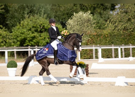 German Riding Pony, Stallion, 7 years, 14.1 hh, Grullo