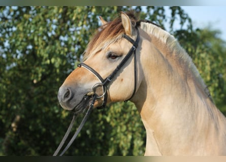 Koń fiordzki, Ogier, 15 lat, 146 cm, Bułana