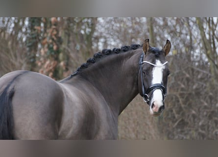 Duitse rijpony, Hengst, 11 Jaar, 148 cm