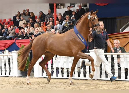 Oldenburg, Stallion, 5 years, 17 hh, Chestnut-Red