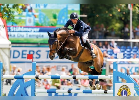 Selle Français, Stallone, 17 Anni, 169 cm, Baio scuro