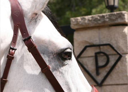 PRE Mix, Stallion, 19 years, 16,1 hh, Grey-Dapple