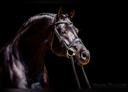 Hanoverian, Stallion, 16 years, 17 hh, Black