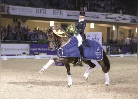 KWPN, Stallone, 19 Anni, 170 cm, Sauro scuro