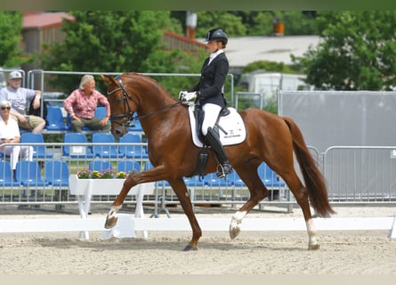 Hanoverian, Stallion, 7 years, 17 hh, Chestnut-Red