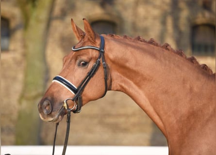 Oldenburgo, Semental, 8 años, 170 cm, Alazán