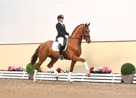 Koń oldenburski, Ogier, 5 lat, 171 cm, Kasztanowata