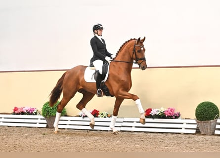 Oldenburg, Stallion, 5 years, 16.2 hh, Chestnut-Red