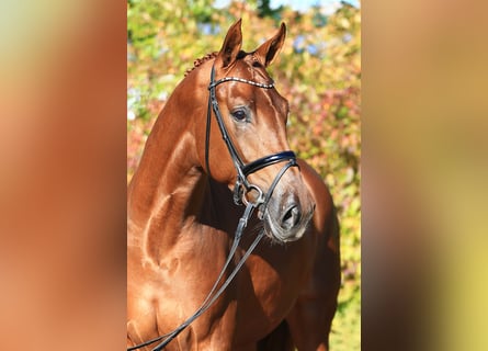 Hanoverian, Stallion, 8 years, 16.2 hh, Chestnut-Red