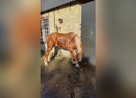 Vlaams paard, Caballo castrado, 2 años, 178 cm, Castaño rojizo