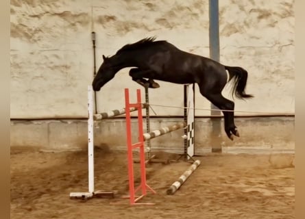 Vlaams paard, Hengst, 3 Jahre, Rappe