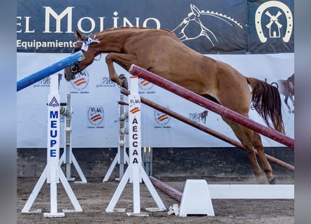 Vlaams paard, Stute, 6 Jahre, 164 cm, Brauner