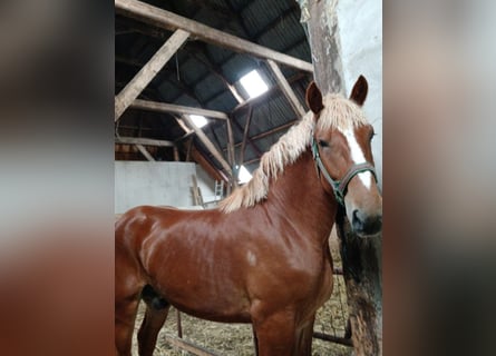 Vlaams paard, Wallach, 2 Jahre, 177 cm, Rotbrauner