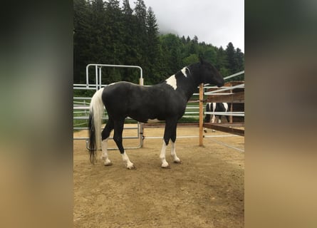 Volbloed Arabier, Hengst, 10 Jaar, 156 cm, Gevlekt-paard
