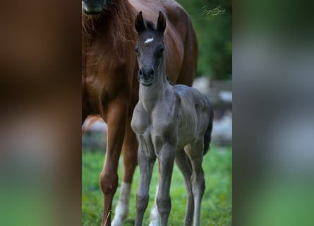 Volbloed Arabier, Hengst, 1 Jaar, 155 cm, Zwart