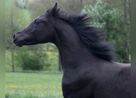 Volbloed Arabier, Hengst, 1 Jaar, 155 cm, Zwart