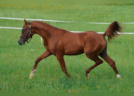 Volbloed Arabier, Hengst, 1 Jaar, 156 cm, Vos