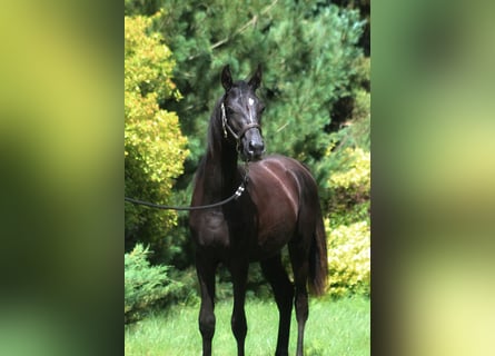 Volbloed Arabier, Hengst, 1 Jaar, 158 cm, Zwart