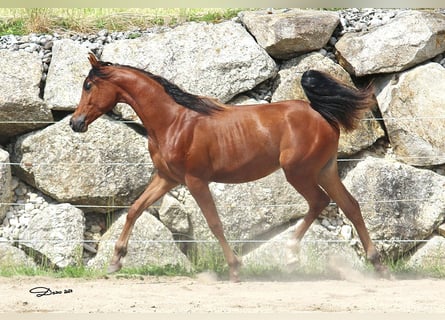 Volbloed Arabier, Hengst, 1 Jaar, Brauner