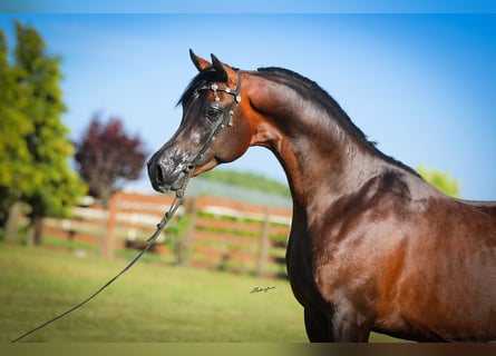 Volbloed Arabier, Hengst, 2 Jaar, 149 cm, Donkerbruin
