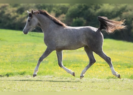 Volbloed Arabier, Hengst, 2 Jaar, 154 cm, Schimmel