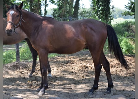 Volbloed Arabier, Hengst, 2 Jaar, 155 cm, Brauner