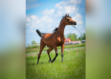 Volbloed Arabier, Hengst, 2 Jaar, Bruin
