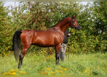 Volbloed Arabier, Hengst, 3 Jaar, 153 cm, Bruin