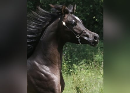 Volbloed Arabier, Hengst, 3 Jaar, 154 cm, Zwartbruin