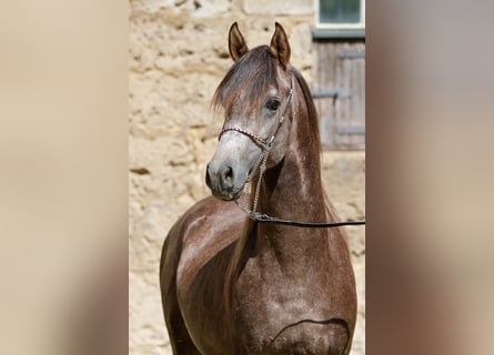 Volbloed Arabier, Hengst, 3 Jaar, kan schimmel zijn