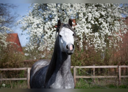 Volbloed Arabier, Hengst, 6 Jaar, 154 cm, Zwartschimmel