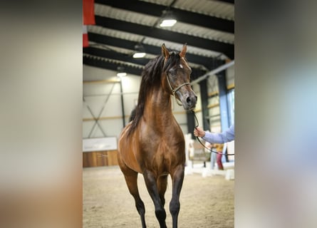 Volbloed Arabier, Hengst, 11 Jaar, 162 cm, Bruin