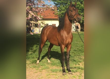 Volbloed Arabier, Hengst, 14 Jaar, 160 cm, Bruin