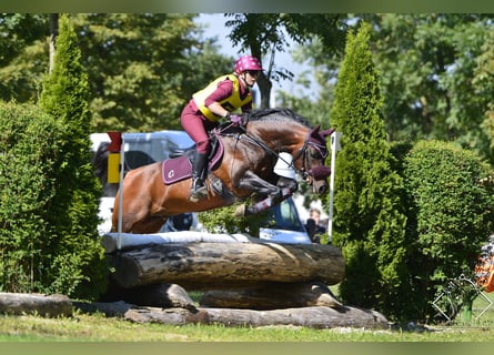 Volbloed Arabier, Hengst, 20 Jaar, 145 cm, Donkerbruin