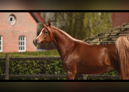 Volbloed Arabier, Merrie, 12 Jaar, 156 cm, Vos