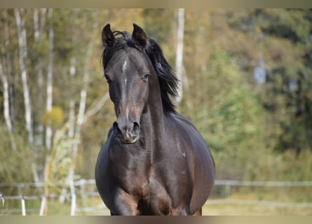 Volbloed Arabier, Merrie, 12 Jaar, Donkerbruin