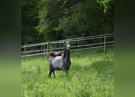 Volbloed Arabier, Merrie, 1 Jaar, 154 cm, Schimmel