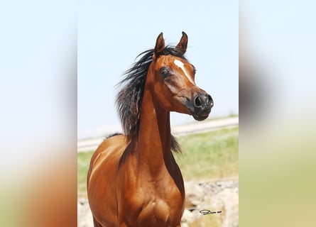 Volbloed Arabier, Merrie, 1 Jaar, Bruin