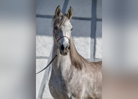 Volbloed Arabier, Merrie, 1 Jaar, kan schimmel zijn