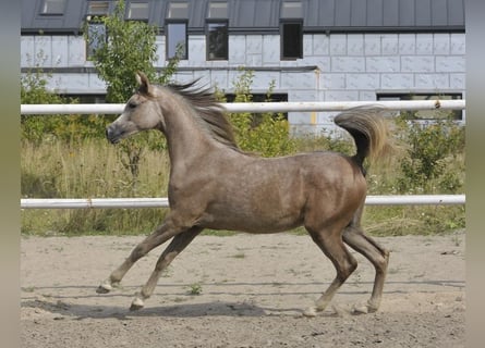 Volbloed Arabier, Merrie, 1 Jaar, Schimmel