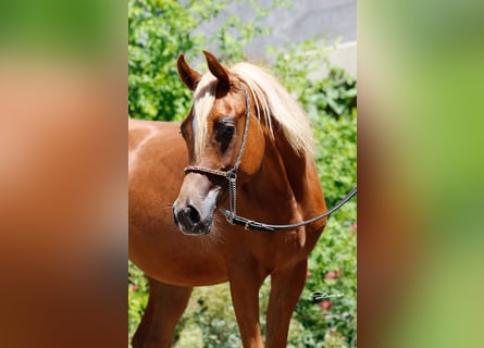 Volbloed Arabier, Merrie, 1 Jaar, Vos