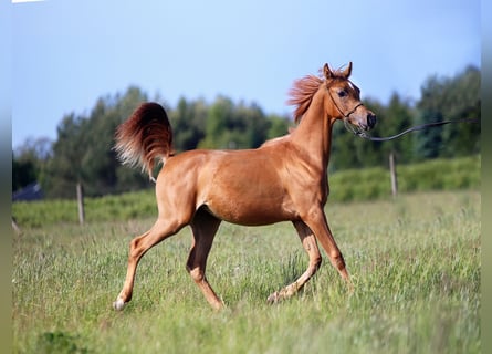 Volbloed Arabier, Merrie, 1 Jaar, Vos